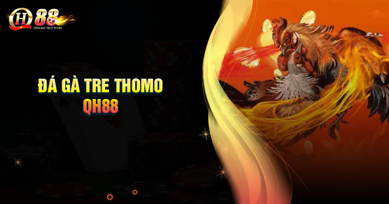 2 hình thức đá gà Tre Thomo QH88 phổ biến nhất